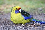 Green Rosella